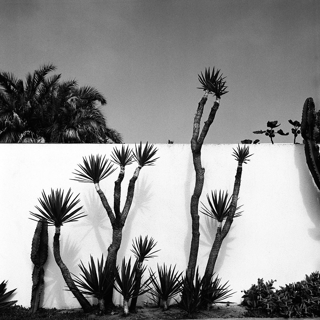 Yucca